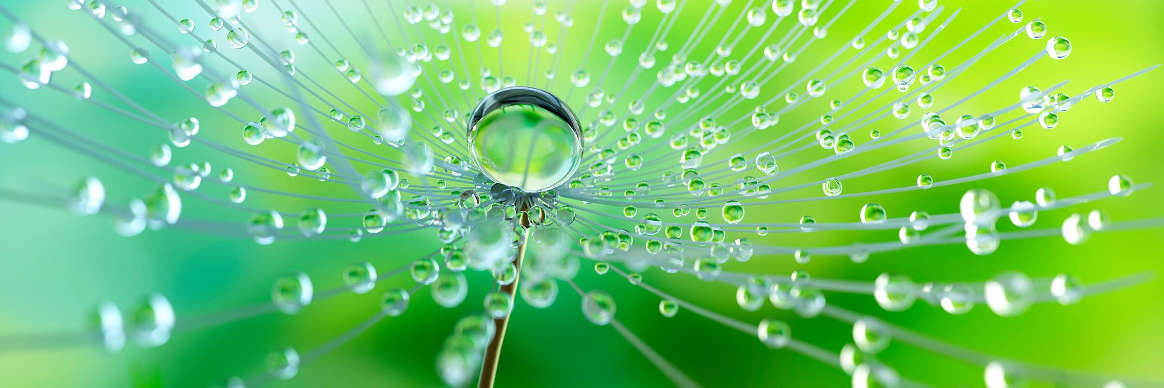 Tautropfen Tautropfen vor grünem Hintergrund