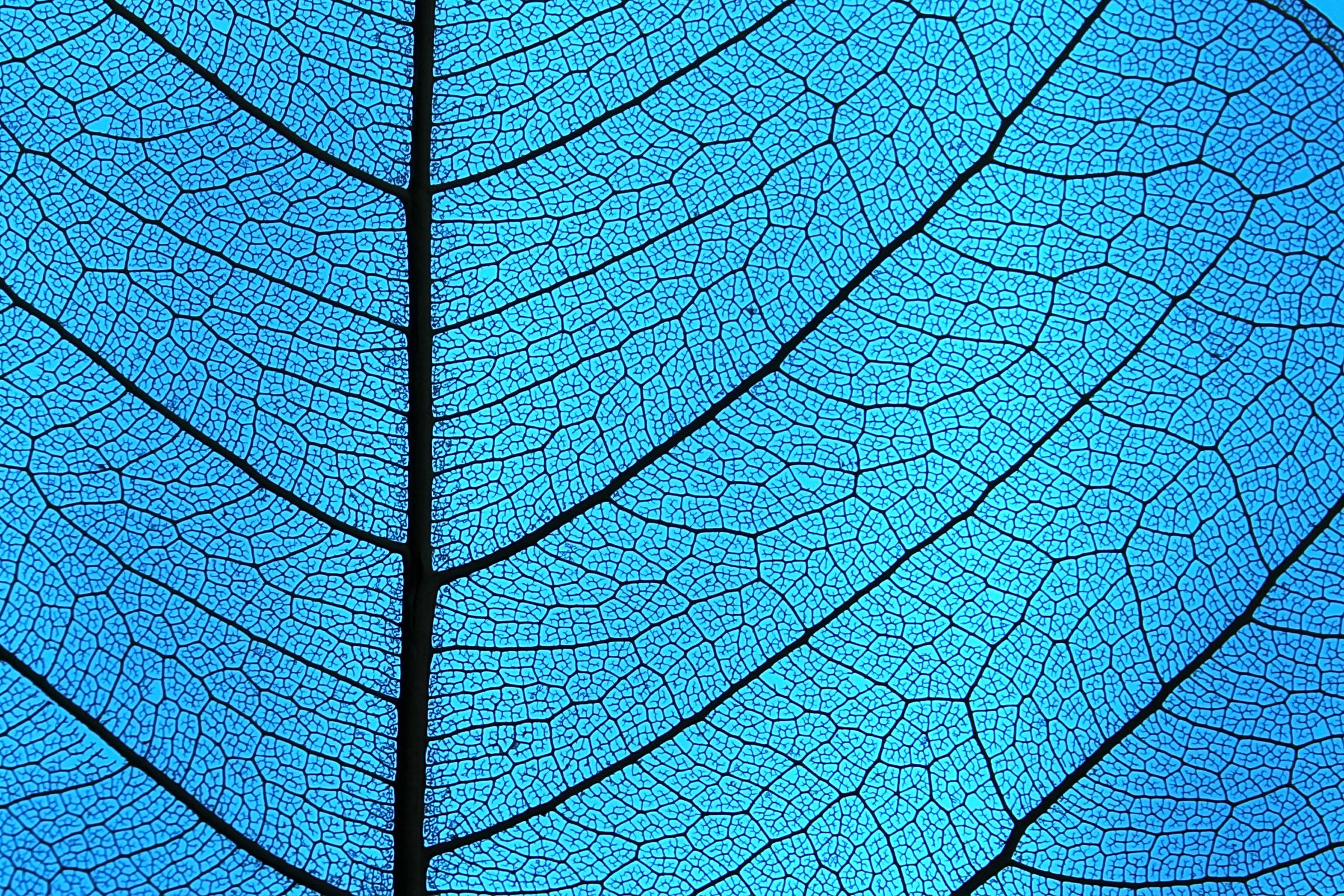 Makro-Struktur eines Blatts